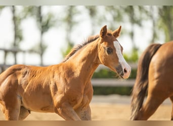 American Quarter Horse, Mare, Foal (01/2026), Chestnut