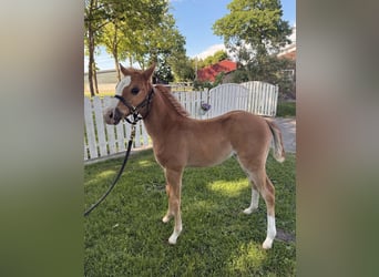 American Quarter Horse, Mare, , Chestnut