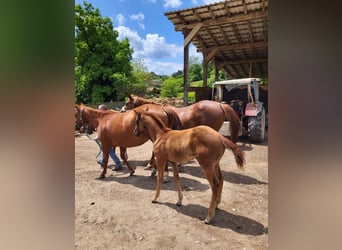 American Quarter Horse, Mare, Foal (03/2025), Chestnut
