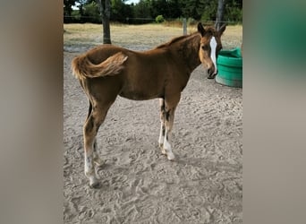 American Quarter Horse, Mare, , Chestnut