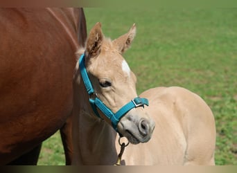 American Quarter Horse, Mare, Foal (05/2026), Palomino