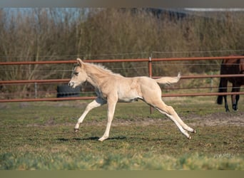 American Quarter Horse, Mare, , Palomino