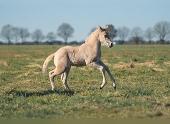 American Quarter Horse, Mare, , Palomino