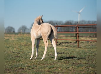 American Quarter Horse, Mare, , Palomino