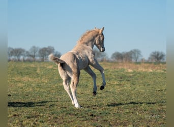 American Quarter Horse, Mare, , Palomino