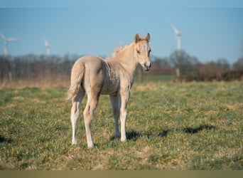 American Quarter Horse, Mare, , Palomino