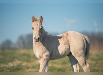 American Quarter Horse, Mare, , Palomino