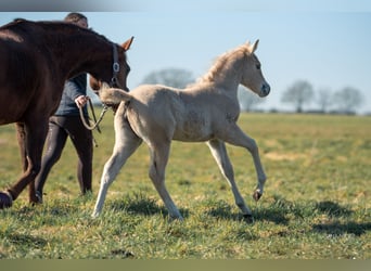 American Quarter Horse, Mare, , Palomino