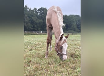 American Quarter Horse, Mare, Foal (04/2026), Palomino