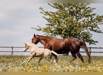 American Quarter Horse, Mare, Foal (04/2026), Palomino