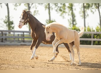 American Quarter Horse, Mare, Foal (01/2026), Palomino