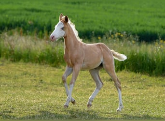 American Quarter Horse, Mare, Foal (04/2025), Palomino