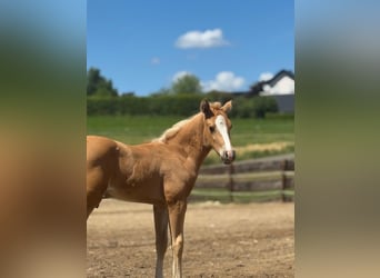 American Quarter Horse, Mare, Foal (05/2025), Palomino