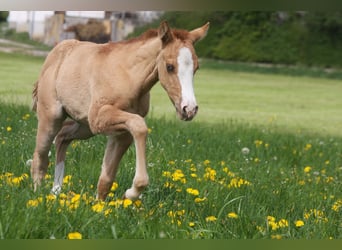American Quarter Horse, Mare, Foal (03/2024), Red Dun