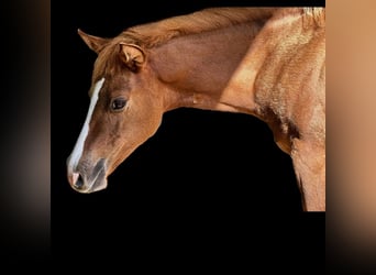 American Quarter Horse, Mare, Foal (03/2024), Red Dun