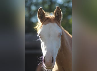 American Quarter Horse, Mare, Foal (05/2026), Red Dun