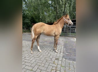 American Quarter Horse, Mare, Foal (04/2025), Red Dun