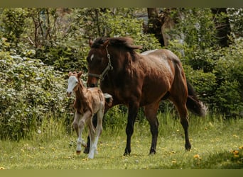 American Quarter Horse, Mare, Foal (04/2026)