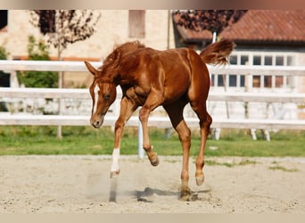 American Quarter Horse, Mare, Foal (04/2025)