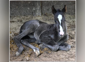 American Quarter Horse, Mare, , Roan-Blue