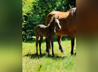 American Quarter Horse, Mare, , Roan-Blue