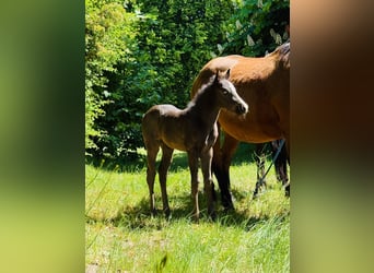American Quarter Horse, Mare, , Roan-Blue