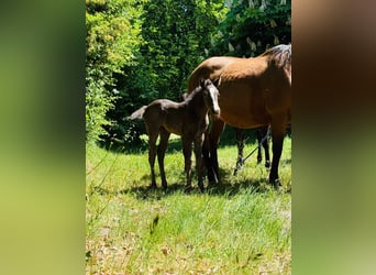 American Quarter Horse, Mare, , Roan-Blue
