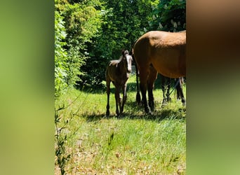 American Quarter Horse, Mare, , Roan-Blue