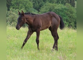 American Quarter Horse, Mare, Foal (04/2024), Roan-Blue