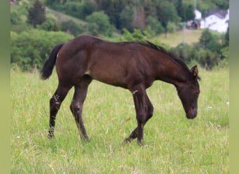 American Quarter Horse, Mare, Foal (04/2024), Roan-Blue