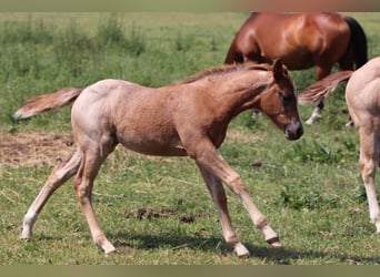 American Quarter Horse, Mare, Foal (04/2023), Roan-Red