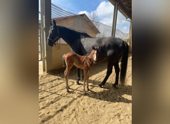 American Quarter Horse Mix, Mare, Foal (04/2025)
