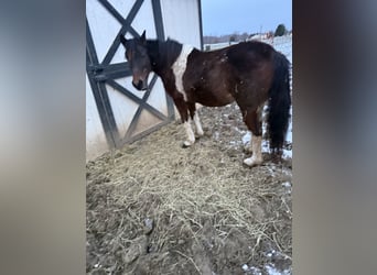 American Quarter Horse Mix, Merrie, 10 Jaar, 127 cm