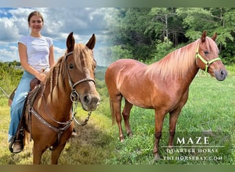 American Quarter Horse, Merrie, 10 Jaar, 142 cm, Donkere-vos