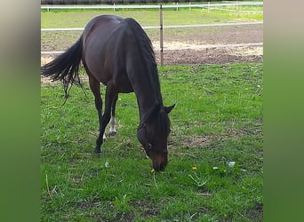 American Quarter Horse, Merrie, 10 Jaar, 144 cm, Brauner
