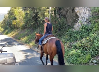 American Quarter Horse, Merrie, 10 Jaar, 145 cm, Bruin