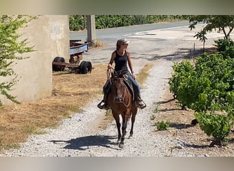 American Quarter Horse, Merrie, 10 Jaar, 145 cm, Bruin