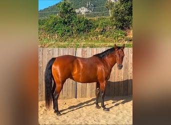 American Quarter Horse, Merrie, 10 Jaar, 145 cm, Bruin