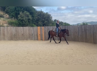 American Quarter Horse, Merrie, 10 Jaar, 145 cm, Bruin