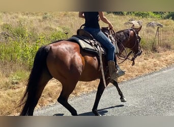 American Quarter Horse, Merrie, 10 Jaar, 145 cm, Bruin