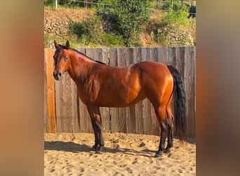 American Quarter Horse, Merrie, 10 Jaar, 145 cm, Bruin