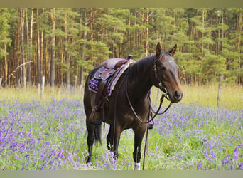 American Quarter Horse, Merrie, 10 Jaar, 146 cm, Zwartbruin