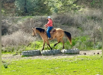 American Quarter Horse, Merrie, 10 Jaar, 147 cm, Buckskin