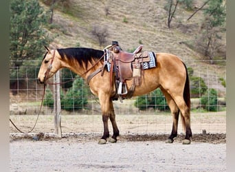 American Quarter Horse, Merrie, 10 Jaar, 147 cm, Buckskin