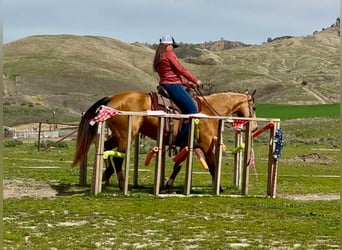 American Quarter Horse, Merrie, 10 Jaar, 147 cm, Buckskin