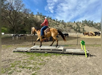 American Quarter Horse, Merrie, 10 Jaar, 147 cm, Buckskin