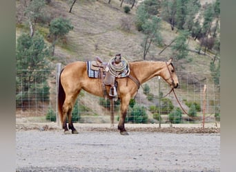 American Quarter Horse, Merrie, 10 Jaar, 147 cm, Buckskin