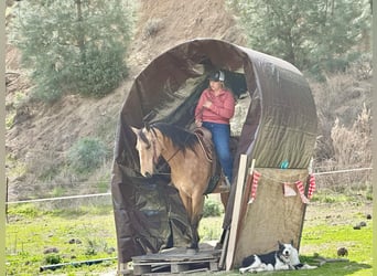 American Quarter Horse, Merrie, 10 Jaar, 147 cm, Buckskin