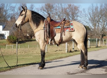 American Quarter Horse, Merrie, 10 Jaar, 147 cm, Buckskin