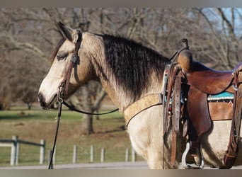 American Quarter Horse, Merrie, 10 Jaar, 147 cm, Buckskin